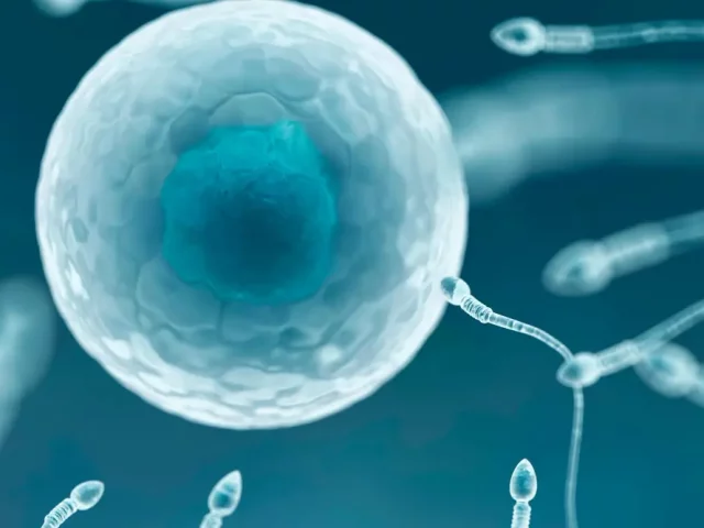 Ovum vs Egg: Understanding the Basics of Human Reproduction