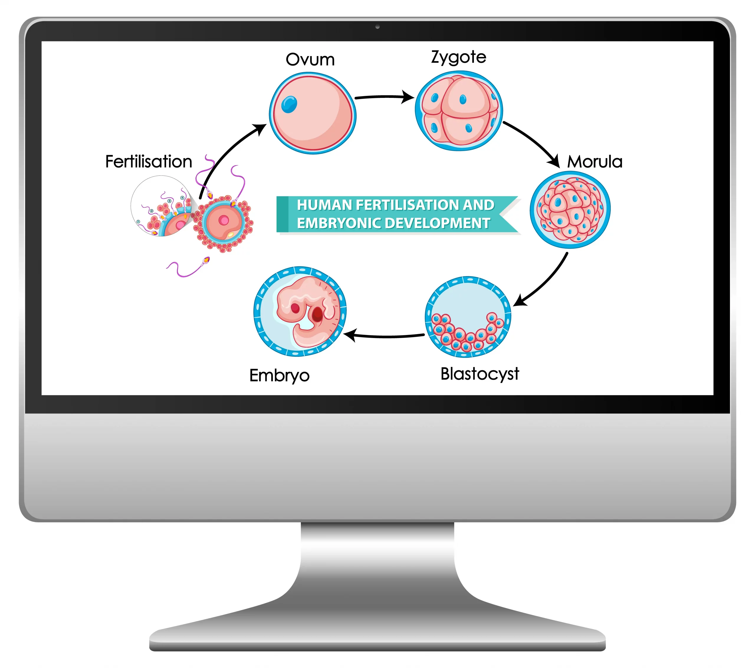 Embryo transport chain‑of‑custody steps.