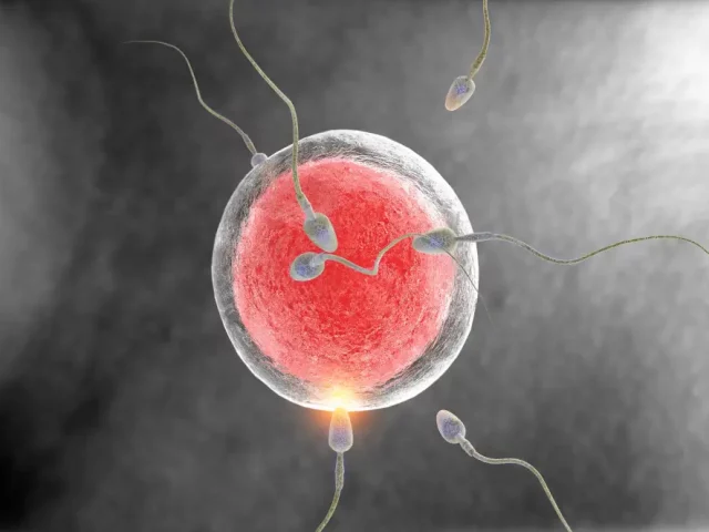 Understanding Embryo Grading – What It Means for IVF Success