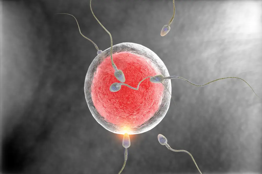 blastocyst grades