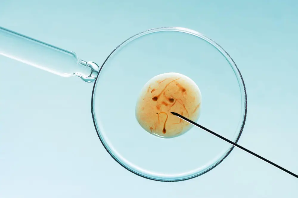 Blastocysts