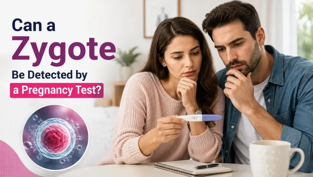 Can a Zygote Be Detected by a Pregnancy Test